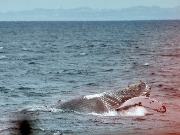 humpback-whale-japan_9495