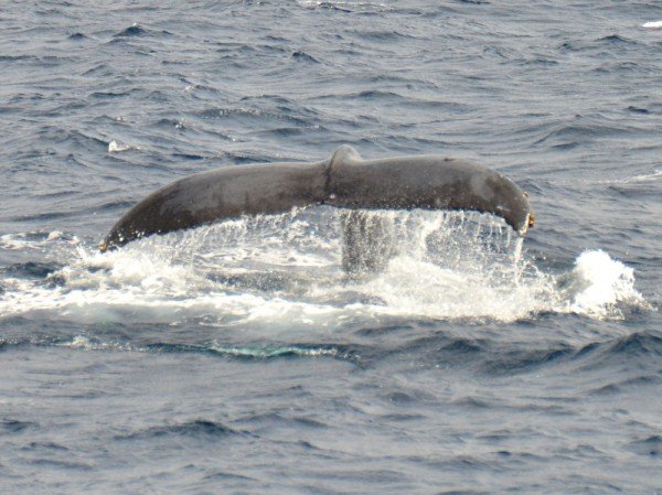 humpback-whale-japan_9711