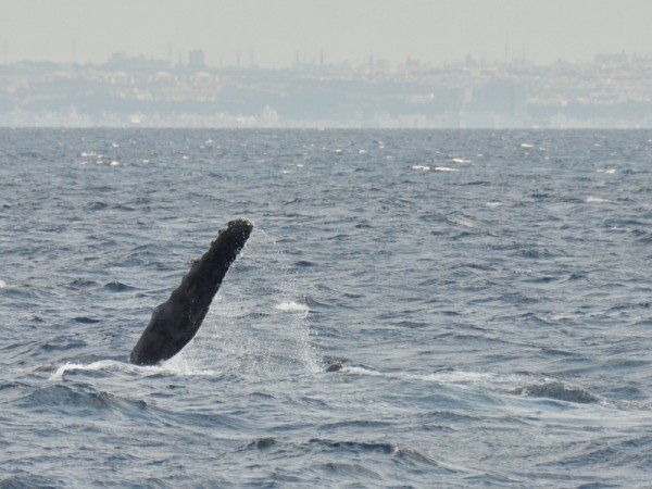 humpback-whale-okinawa_9840