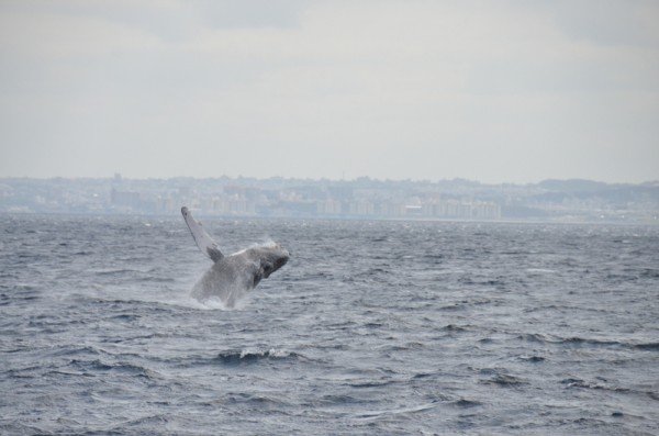 whale-breaching-japan_9785