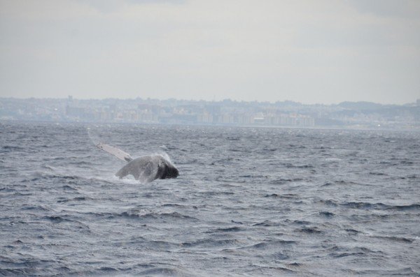 whale-watching-japan_9786