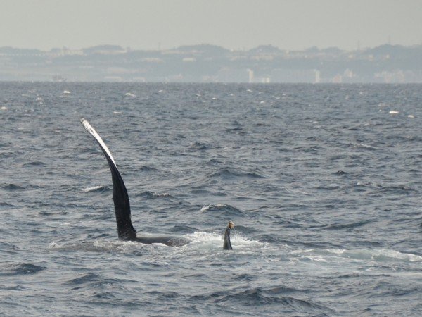 whale-watching-okinawa_9863