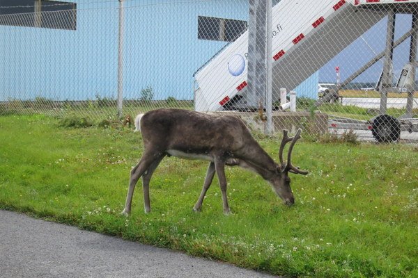 reindeer-kuusamo-airport