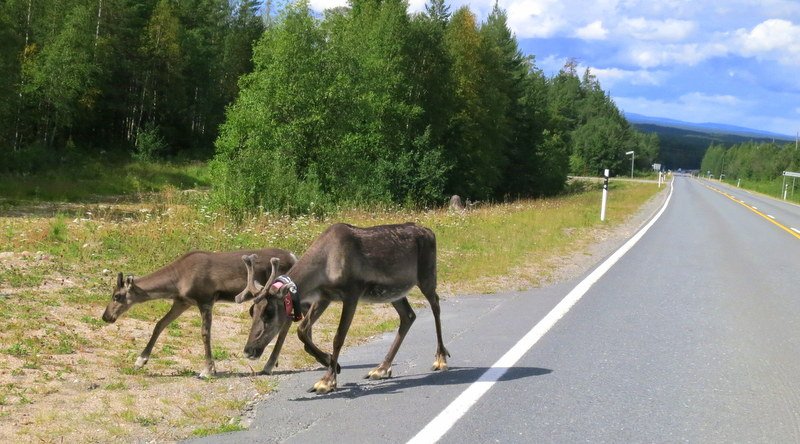 reindeer-kuusamo