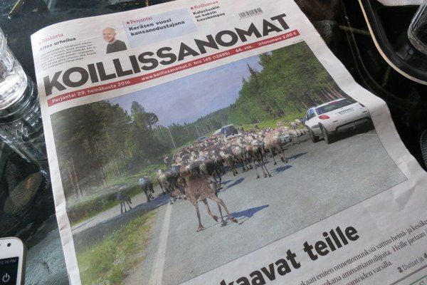 reindeer-news