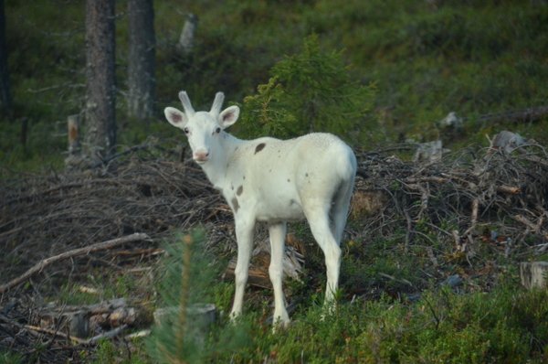 white-reindeer