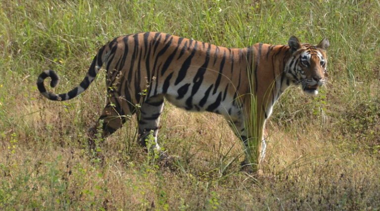 kanha-tiger-reserve-india-madhya-pradesh-001 | The Mad Traveler