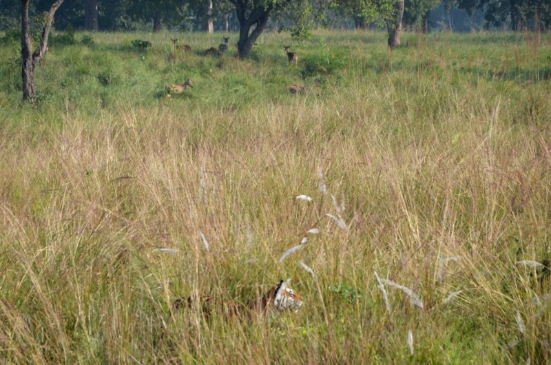 Wild Tiger in Madhya Pradesh India