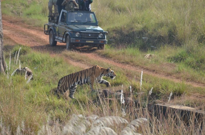Tiger safari in Madhya Pradesh India