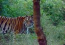 Tigers In the Wild: Tiger Safaris in India Tigers In the Wild: Tiger Safaris in India