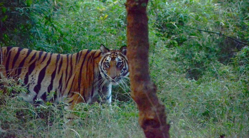 Bengal Tiger Vs Siberian Tiger Comparison - Nature Safari India