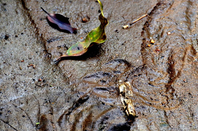 pench national park tiger reserve in Madhya Pradesh